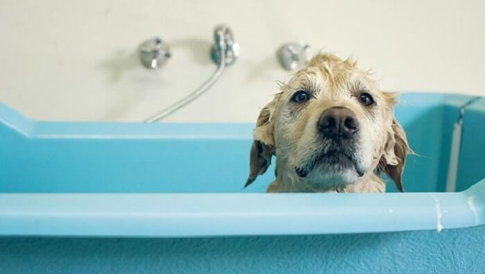 بهترین راه برای شستن سگ‌ها بدون صابون