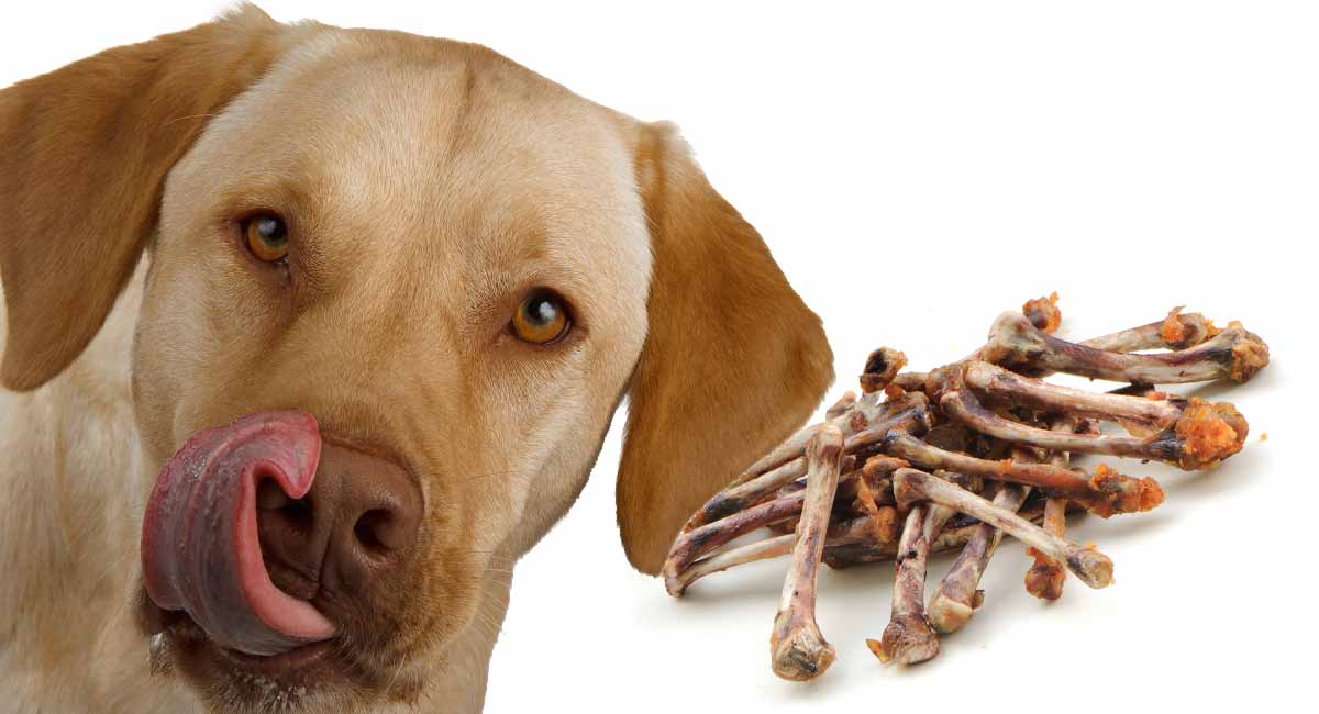 استخوان برای تغذیه سگ