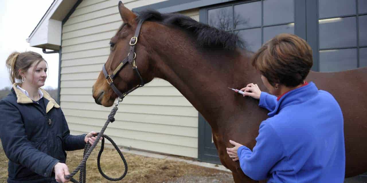 11 نوع بیماری میکروبی در اسب ها را بیشتر بشناسید